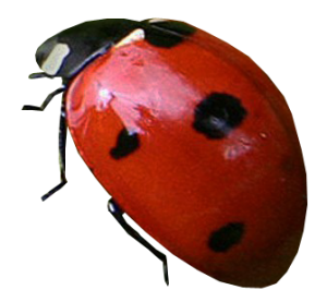 ladybug PNG image-3960